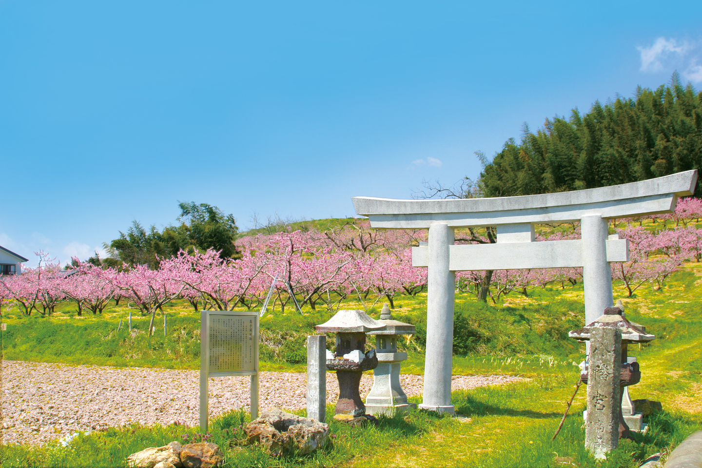 鳥居ときれいな桜の風景